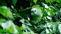 Incredible nature and animals in Brazil